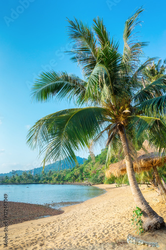 Fototapeta Naklejka Na Ścianę i Meble -  Coconut palm on a tropical beach