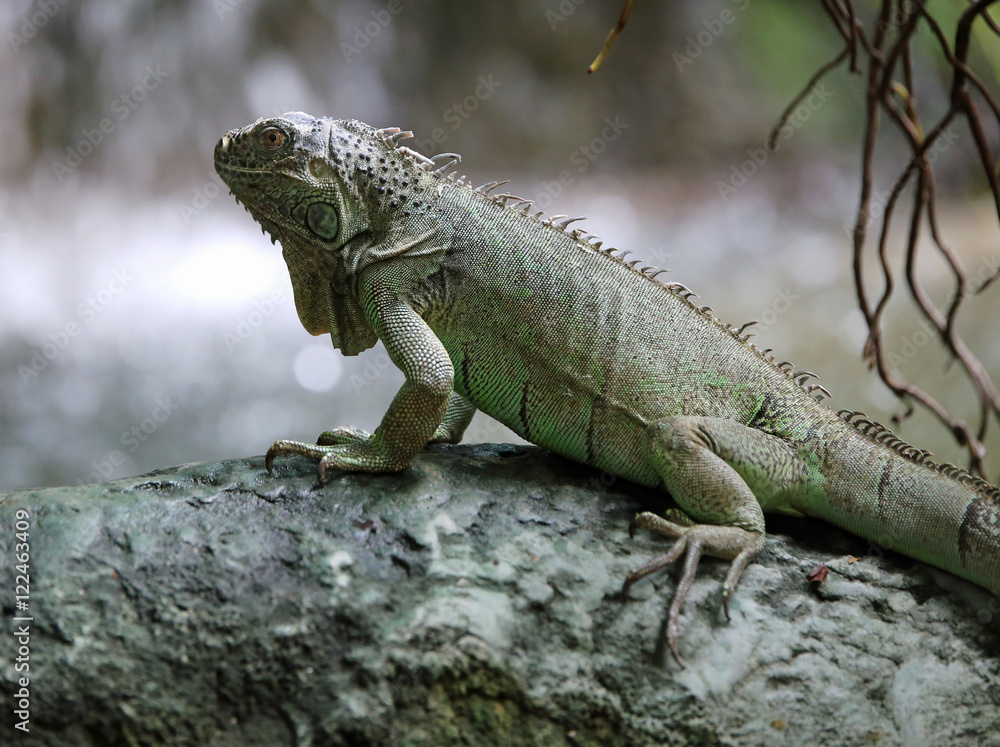 Fototapeta premium large green iguana with long legs