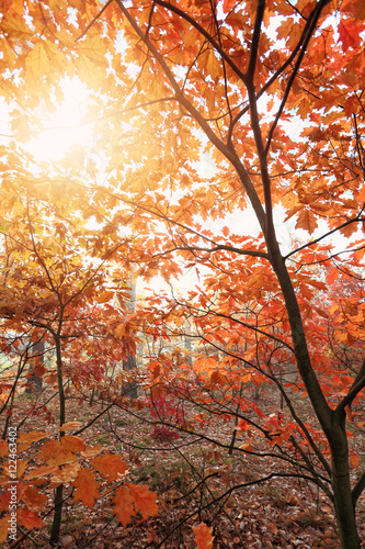 Autumn colorful tree