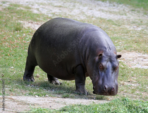 heavy hippo with shiny skin and small ears © ChiccoDodiFC