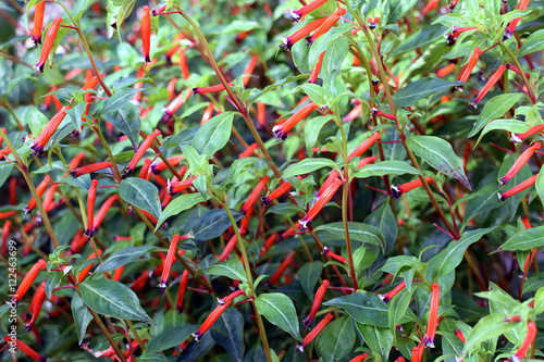 Cuphea ignea, also known as cigar plant, cigar flower, firecracker plant, or Mexican cigar.