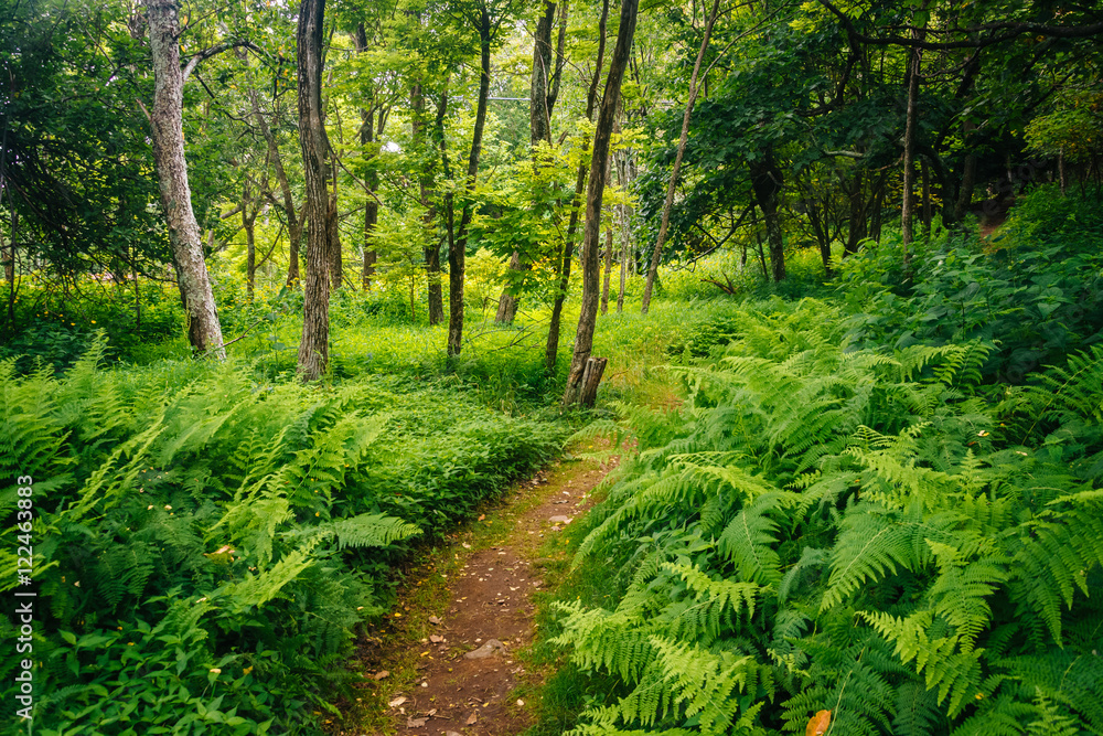 Fototapeta premium Ferns along a trail in the forest, in Shenandoah National Park,