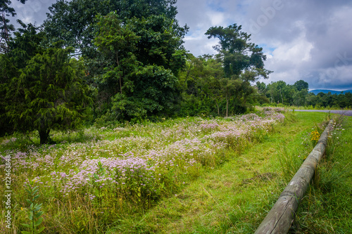 Wildflowers in Shenandoah National Park  Virginia.