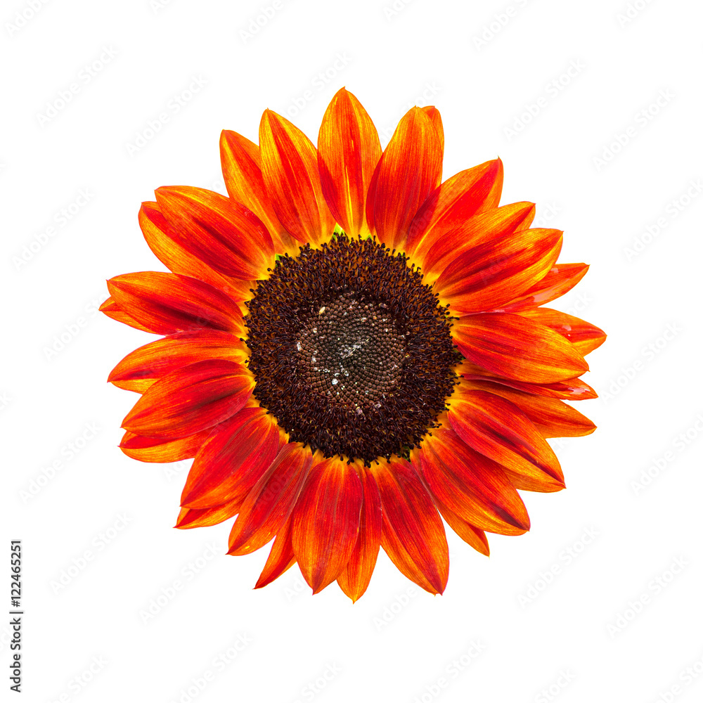 Obraz premium Red sunflower on white background