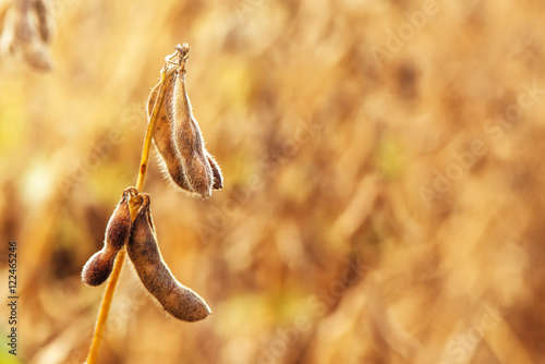 Ripe soybean pods close up