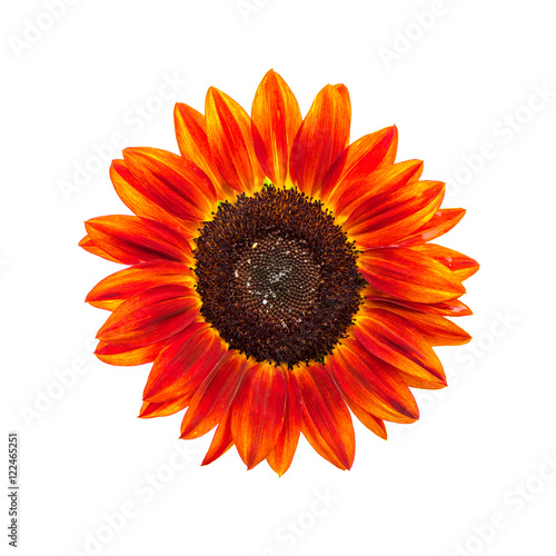 Fototapeta Naklejka Na Ścianę i Meble -  Red sunflower on white background