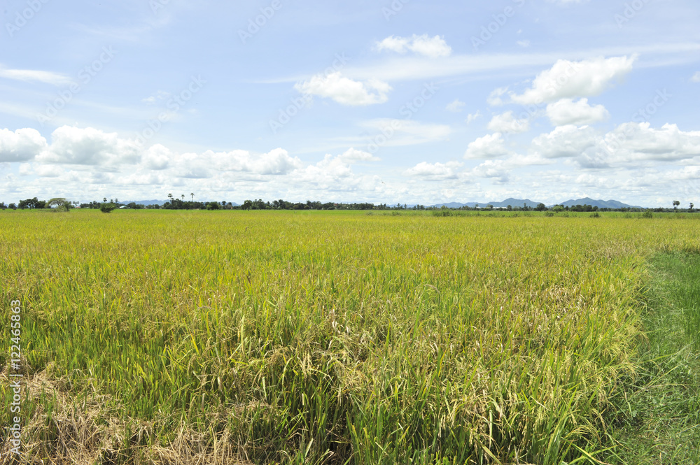 cornfield cornfield