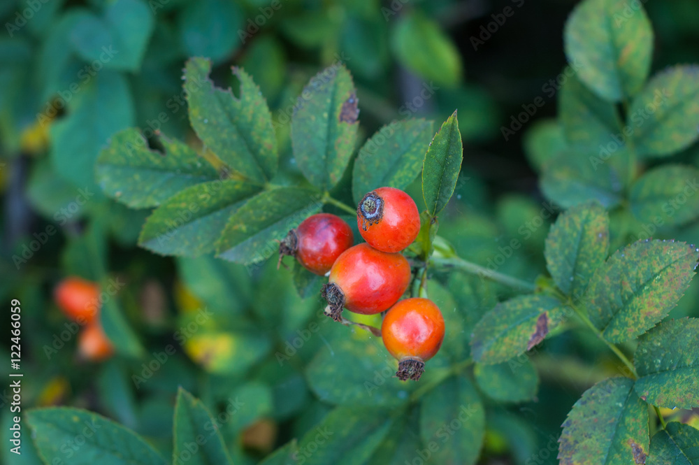 Several hips against the green of the plants in the fall. Several hips against the green of the plants in the fall.