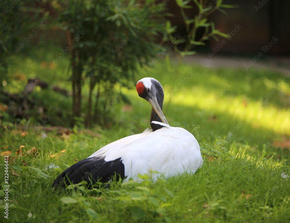 Obraz premium red-crowned crane is a big bird of asian area