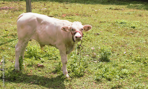white cow in a field