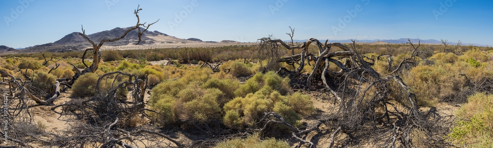 Dead Trees in Mojave Desert