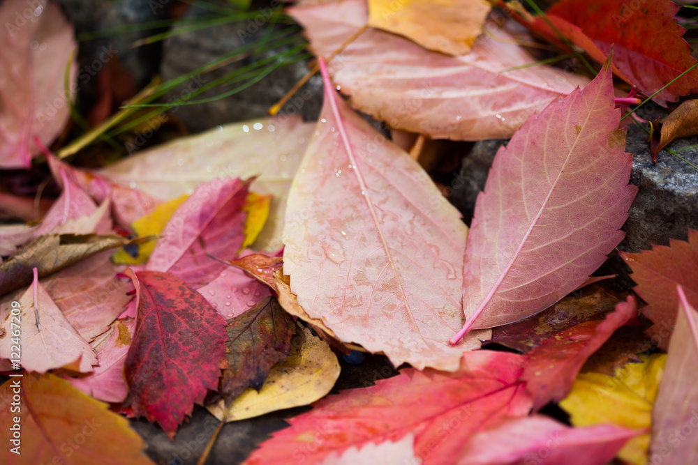 Fallen autumn leaves with water drops Fallen autumn leaves with water drops