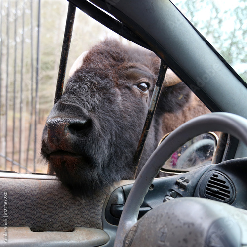 American bison sticks his head into safari car window to ask some food in national park