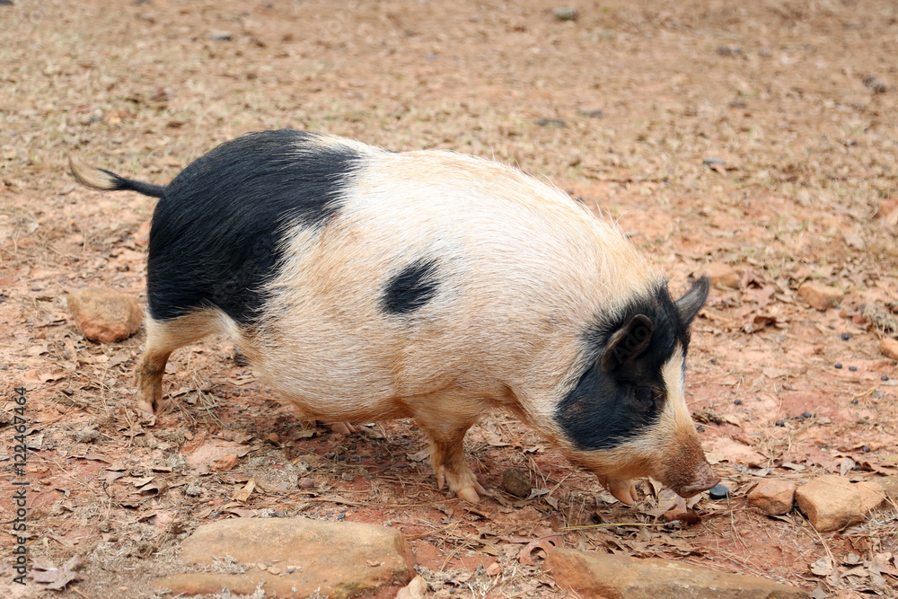Wild white and black pig searches something on red clay soil in national safari park