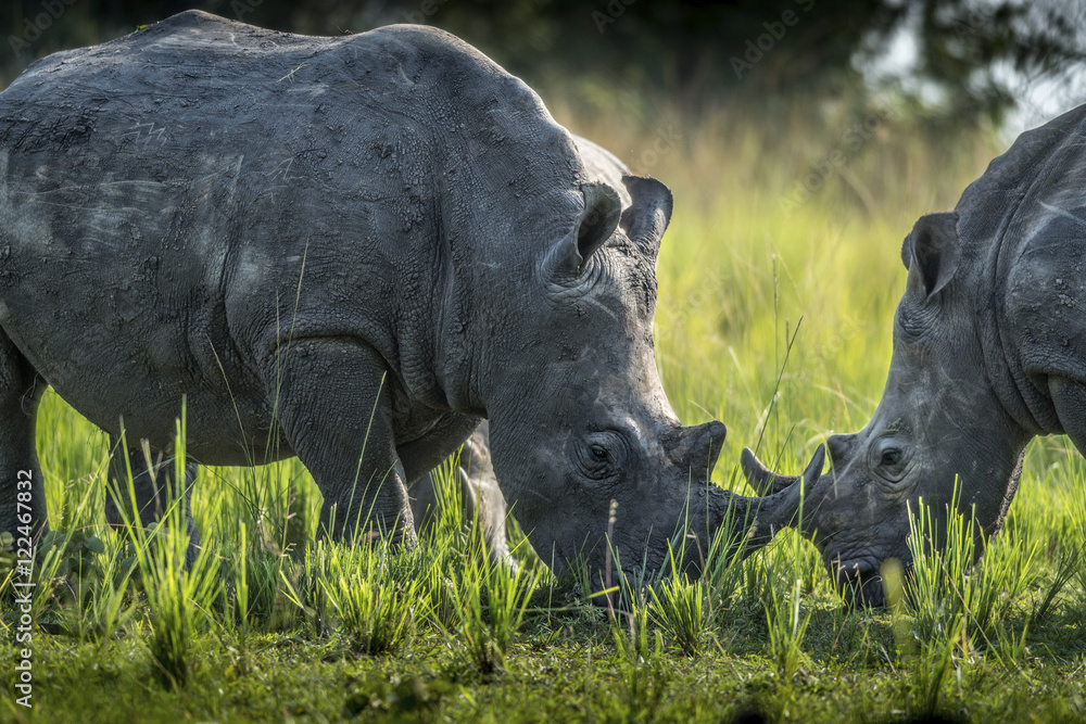 Naklejka premium Ouganda