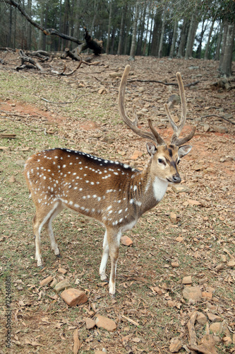 Wild dappled deer in national safari park is hard visible on brown clay soil background - mimicry