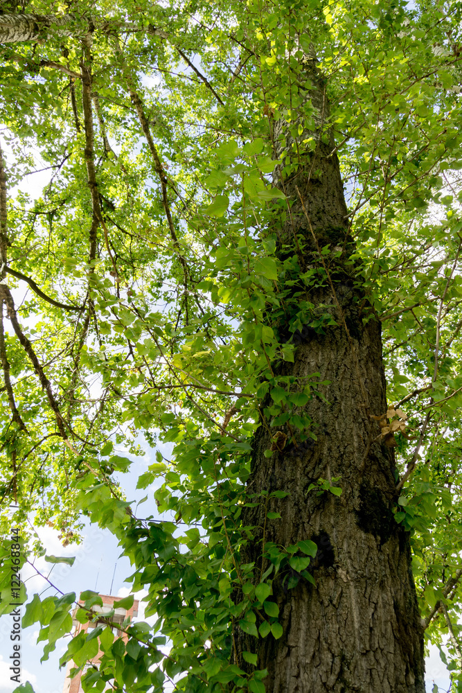 Fototapeta premium Green Summer Trees