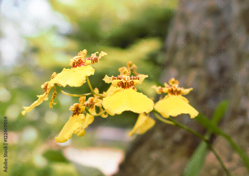 Oncidium Orchid Flowers, Dancing Lady orchid Oncidium Orchid Flowers, Dancing Lady orchid