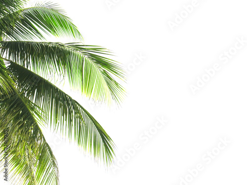 Palm leaves isolated on white © weerachaiphoto