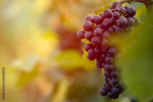 Foto Detail view of vineyard with ripe grapes at sunset