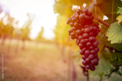 Detail view of vineyard with ripe grapes at sunset. Beautiful grapes ready for harvest. Golden evening light. Shallow depth of field.