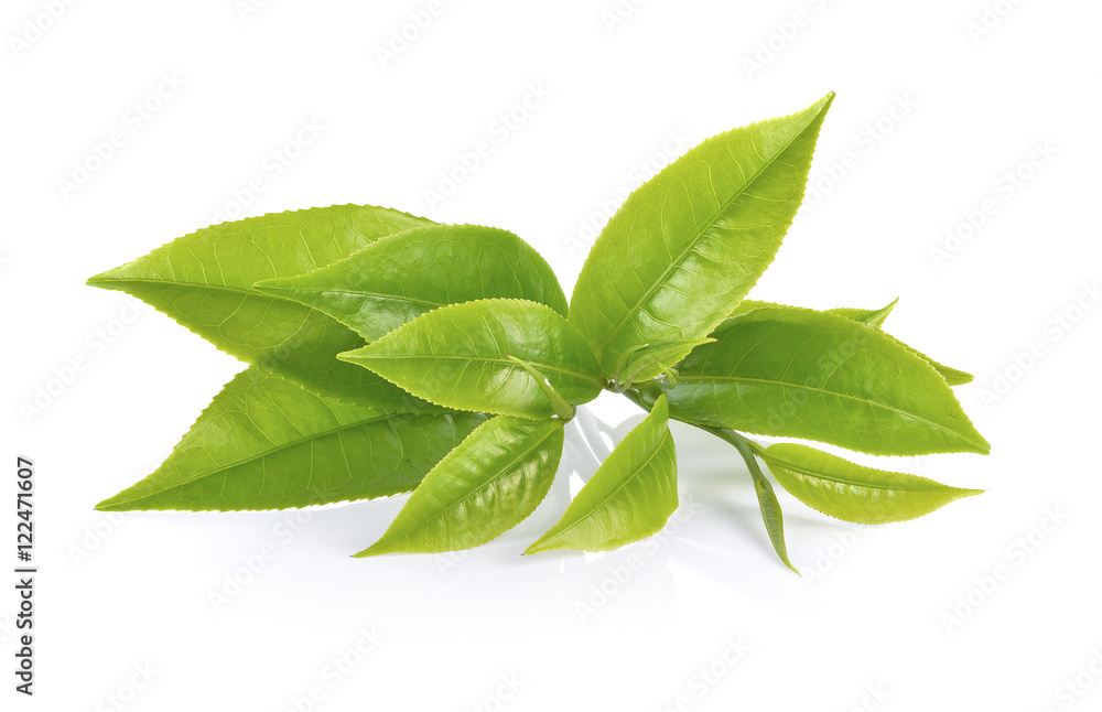 green tea leaf