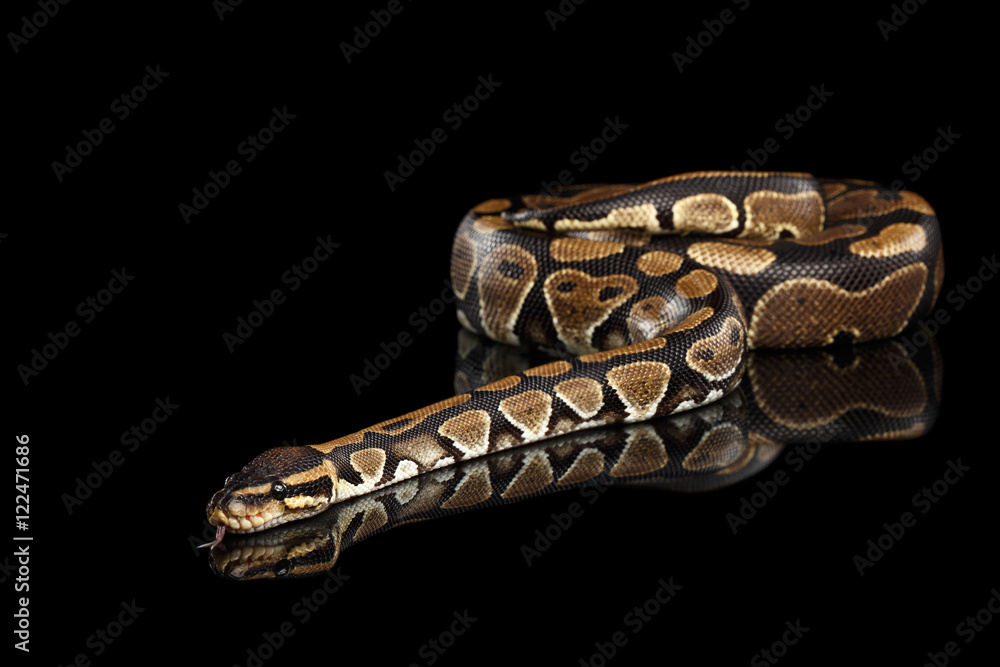 Obraz premium Ball or Royal python Snake on Isolated black background with reflection
