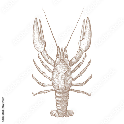 Lobster. Hand drawn sketch
