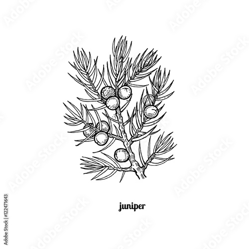 The branch of juniper with berries.
