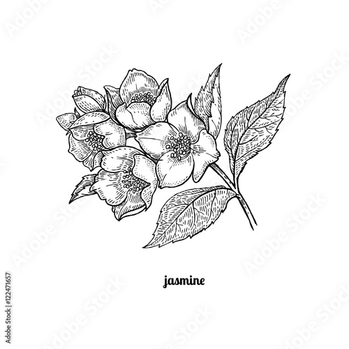 Branch of jasmine flowers.