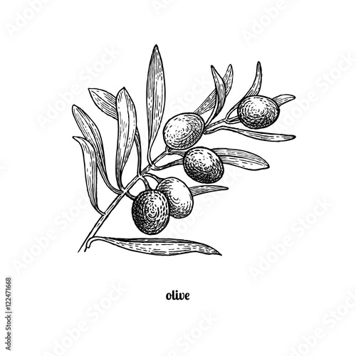 Branch of olive tree.