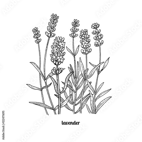 Drawing lavender flowers.