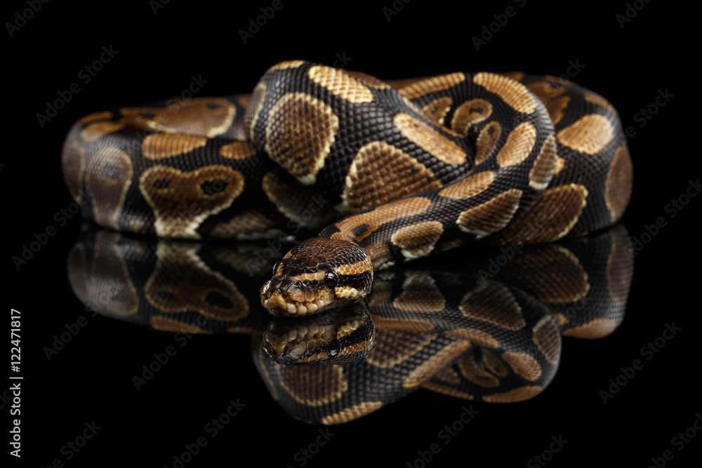 Naklejka premium Ball lub Royal Python Snake na na białym tle czarne tło z odbiciem