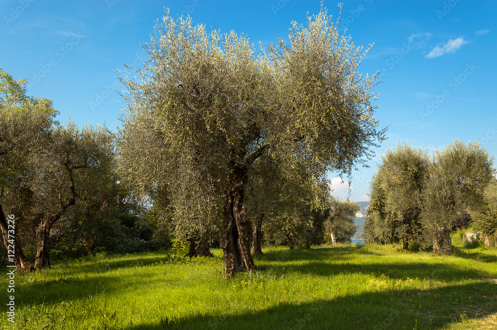 Olives trees near Malcesine on the Garda Lake, Verona, Veneto, Italy Olives trees near Malcesine on the Garda Lake, Verona, Veneto, Italy