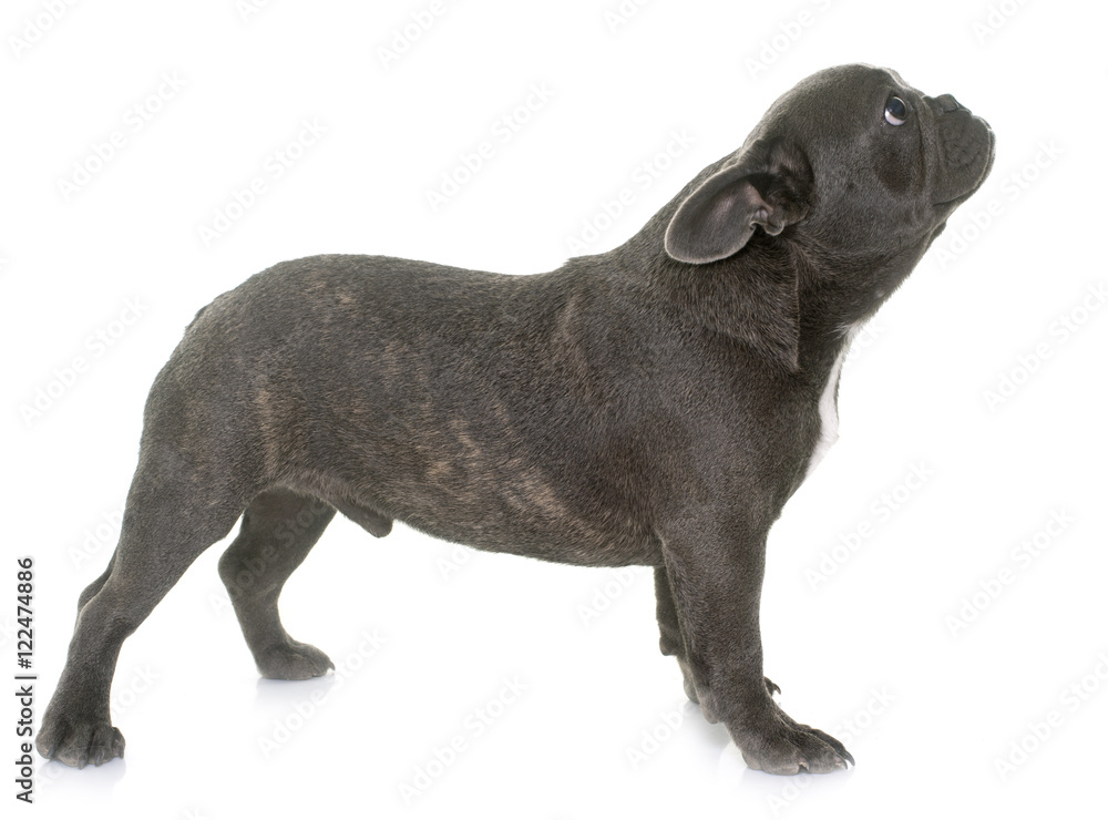 Fototapeta premium puppy french bulldog