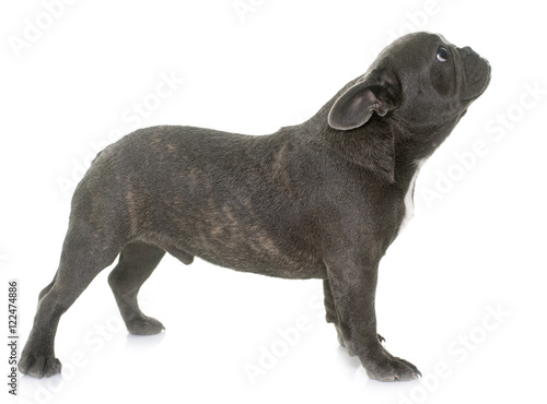 puppy french bulldog © cynoclub