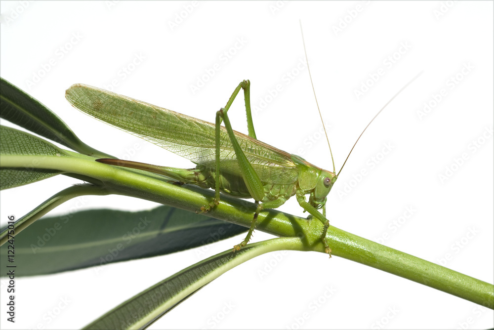 Gruenes; Heupferd; Tettigonia, Viridissima