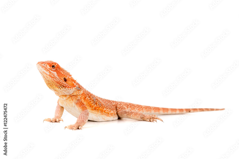 Fototapeta premium Bearded dragon