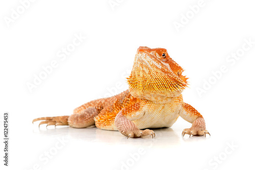 Bearded dragon