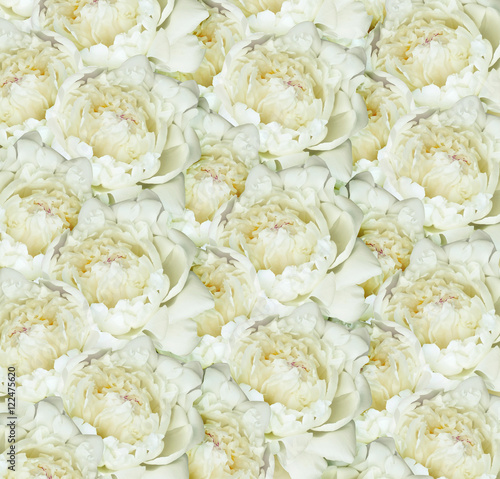 White peony flowers background