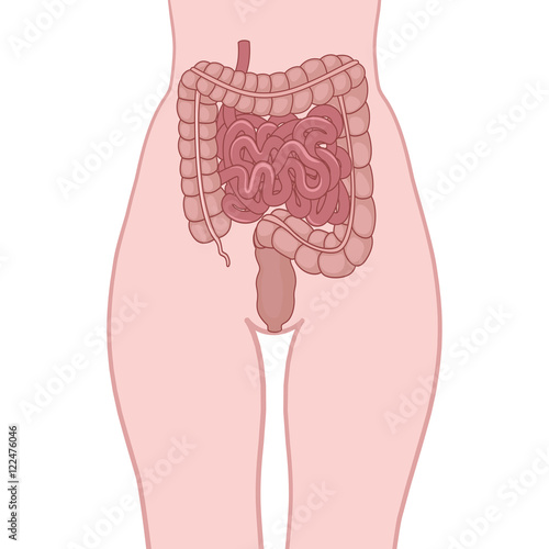 process of digestion