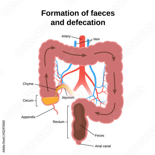 digestive process in humans