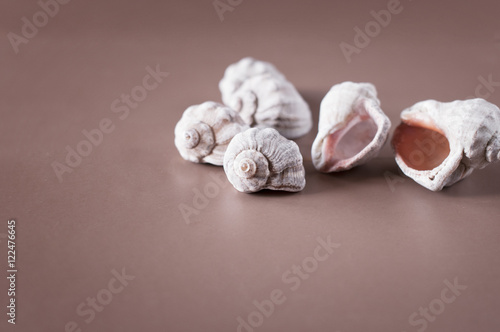  pile of seashells on a table