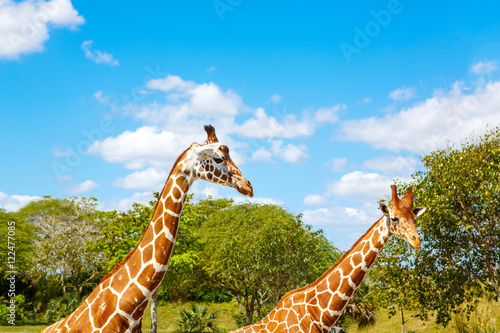 Canvas Print giraffes in the zoo safari park. Beautiful wildlife animals