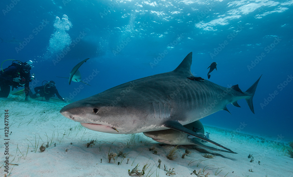 Tiger shark underwater view Grand bahama Bahamas. Tiger shark underwater view Grand bahama Bahamas.