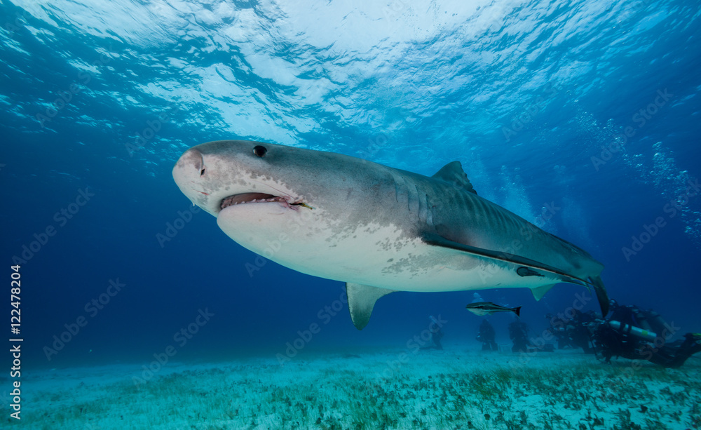 Naklejka premium Tiger shark underwater view Grand bahama Bahamas.
