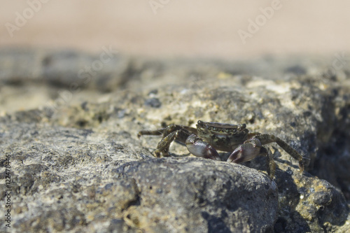 Fotografia Mediterranean Crab