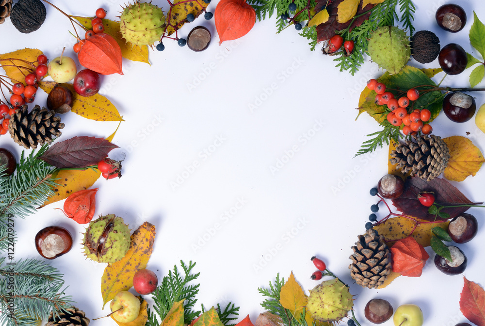Bright yellow autumn leaves, chestnuts, pine cones and orange physalis flowers on a white background with copy space for text.