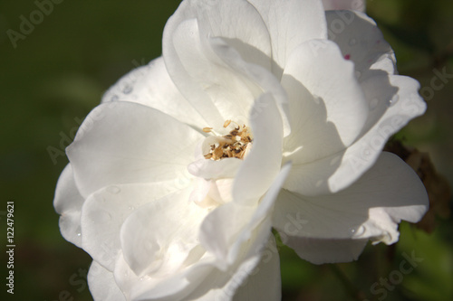 Large white rose