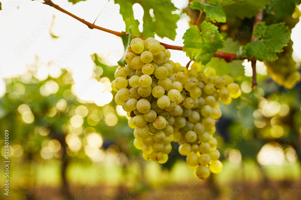 Branch of green wine grapes